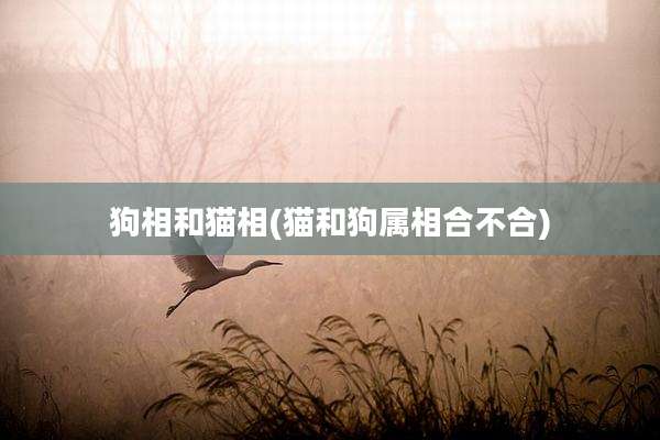 狗相和猫相(猫和狗属相合不合)