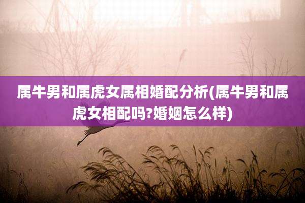 属牛男和属虎女属相婚配分析(属牛男和属虎女相配吗?婚姻怎么样)