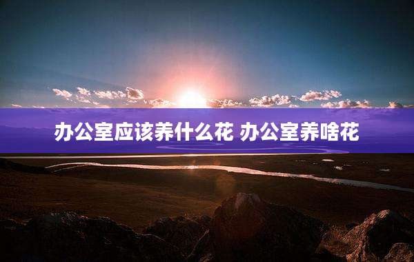 办公室应该养什么花 办公室养啥花