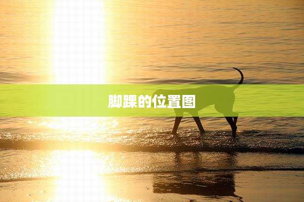 脚踝的位置图