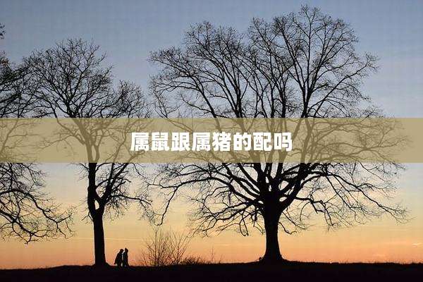 属鼠跟属猪的配吗