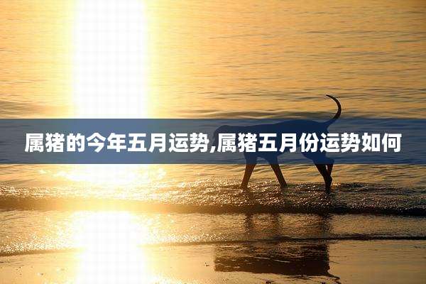 属猪的今年五月运势,属猪五月份运势如何