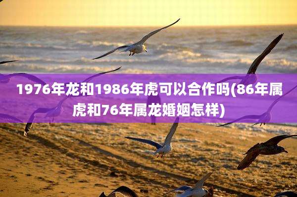 1976年龙和1986年虎可以合作吗(86年属虎和76年属龙婚姻怎样)