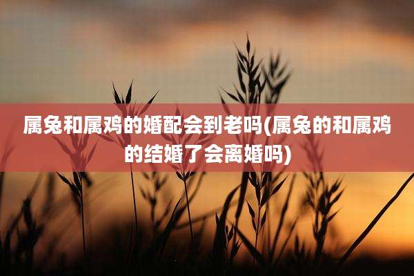 属兔和属鸡的婚配会到老吗(属兔的和属鸡的结婚了会离婚吗)