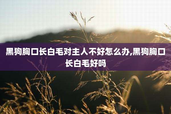 黑狗胸口长白毛对主人不好怎么办,黑狗胸口长白毛好吗