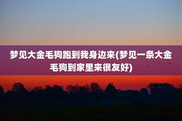 梦见大金毛狗跑到我身边来(梦见一条大金毛狗到家里来很友好)