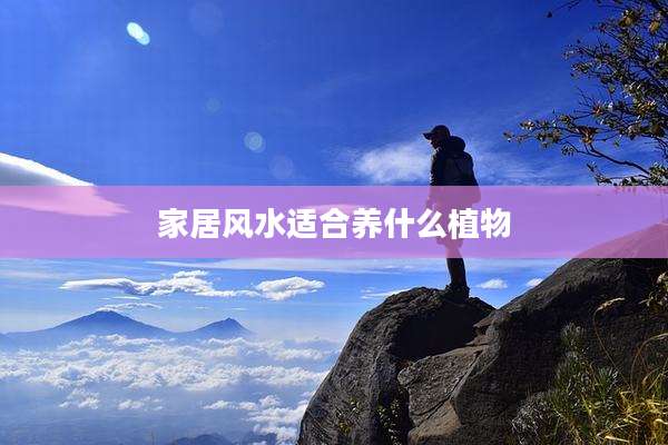 家居风水适合养什么植物