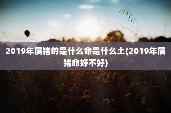 2019年属猪的是什么命是什么土(2019年属猪命好不好)