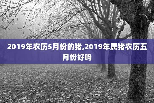 2019年农历5月份的猪,2019年属猪农历五月份好吗