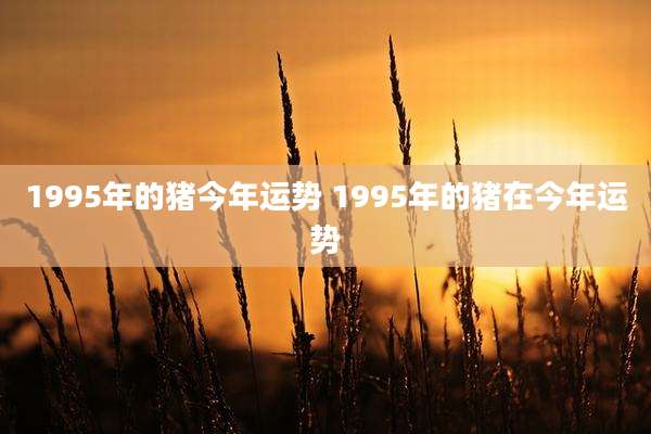 1995年的猪今年运势 1995年的猪在今年运势
