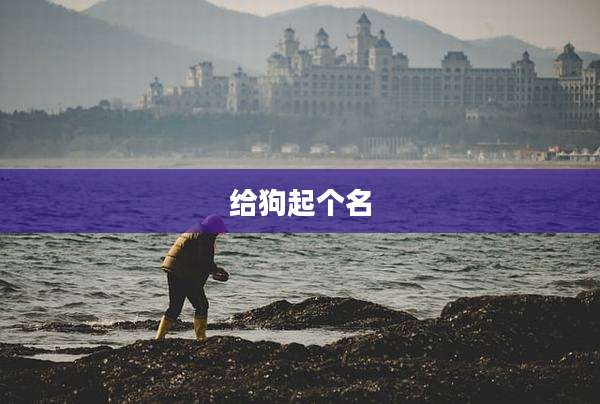 给狗起个名