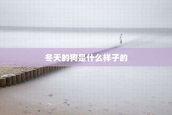 冬天的狗是什么样子的