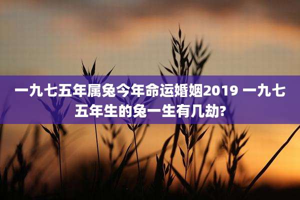 一九七五年属兔今年命运婚姻2019 一九七五年生的兔一生有几劫?