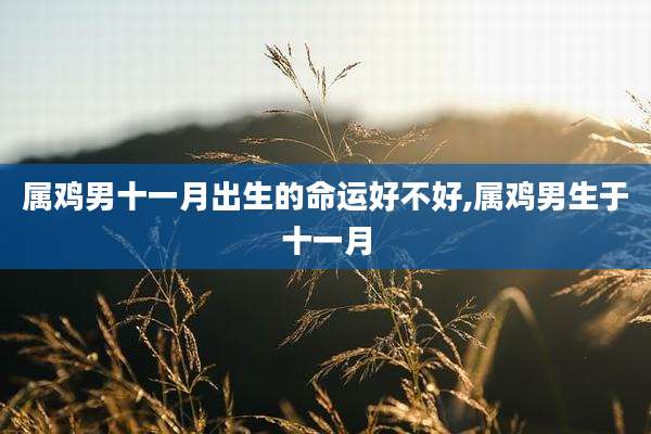 属鸡男十一月出生的命运好不好,属鸡男生于十一月