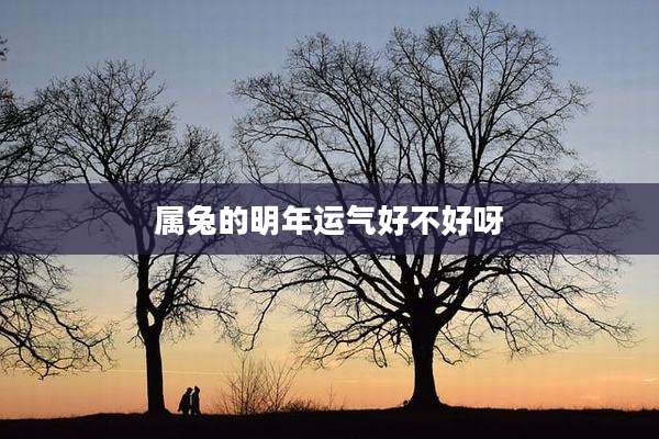 属兔的明年运气好不好呀
