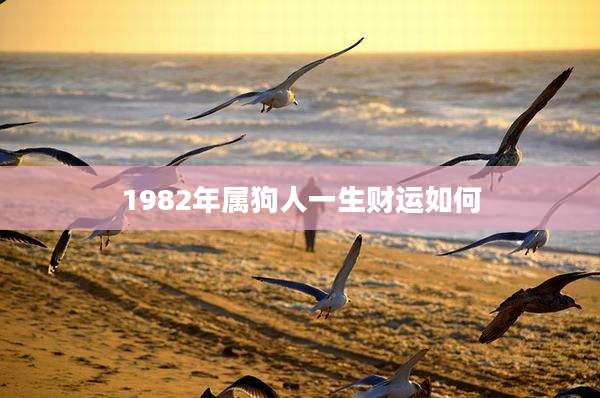 1982年属狗人一生财运如何