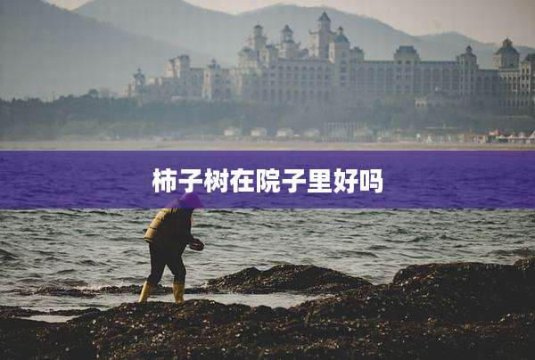 柿子树在院子里好吗