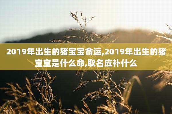 2019年出生的猪宝宝命运,2019年出生的猪宝宝是什么命,取名应补什么