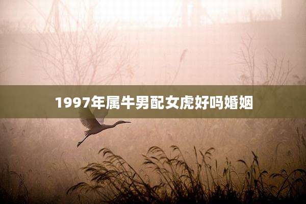 1997年属牛男配女虎好吗婚姻