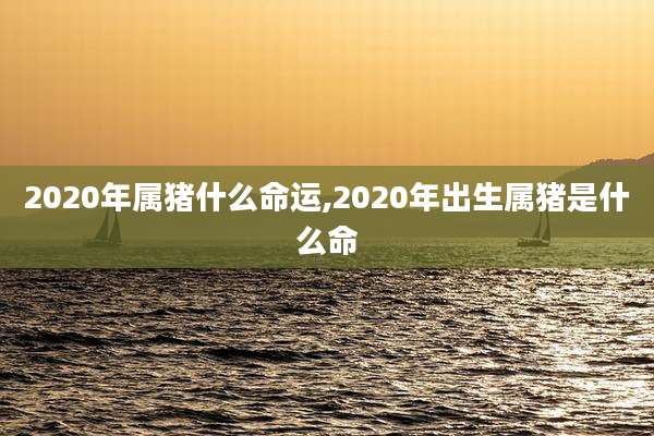 2020年属猪什么命运,2020年出生属猪是什么命