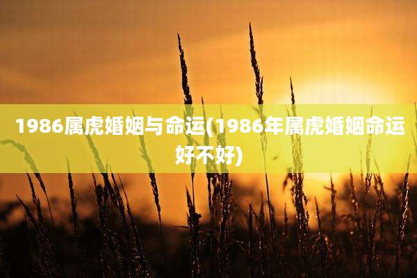 1986属虎婚姻与命运(1986年属虎婚姻命运好不好)