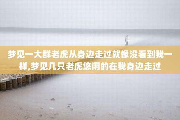梦见一大群老虎从身边走过就像没看到我一样,梦见几只老虎悠闲的在我身边走过