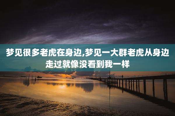 梦见很多老虎在身边,梦见一大群老虎从身边走过就像没看到我一样