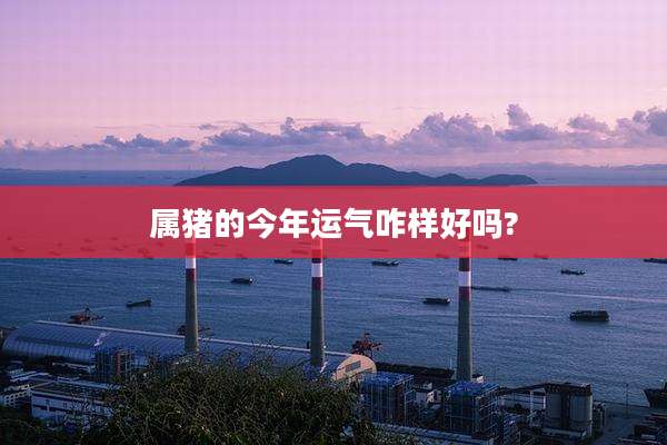 属猪的今年运气咋样好吗?