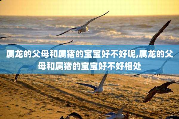 属龙的父母和属猪的宝宝好不好呢,属龙的父母和属猪的宝宝好不好相处