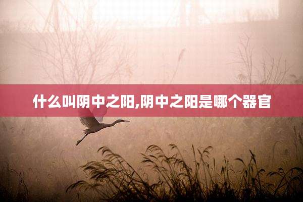 什么叫阴中之阳,阴中之阳是哪个器官