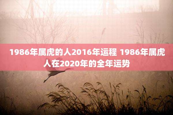 1986年属虎的人2016年运程 1986年属虎人在2020年的全年运势