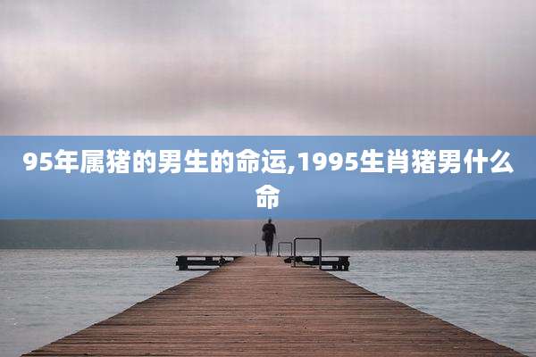 95年属猪的男生的命运,1995生肖猪男什么命