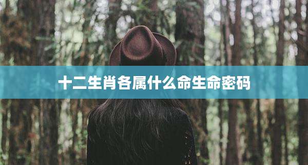 十二生肖各属什么命生命密码
