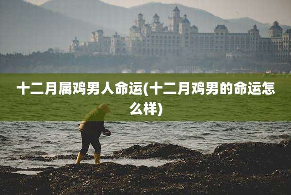十二月属鸡男人命运(十二月鸡男的命运怎么样)