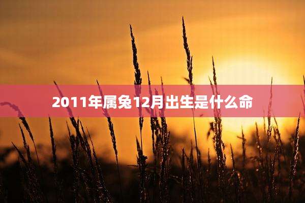 2011年属兔12月出生是什么命