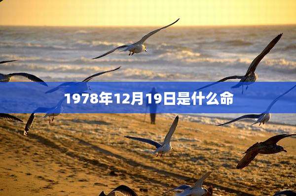 1978年12月19日是什么命