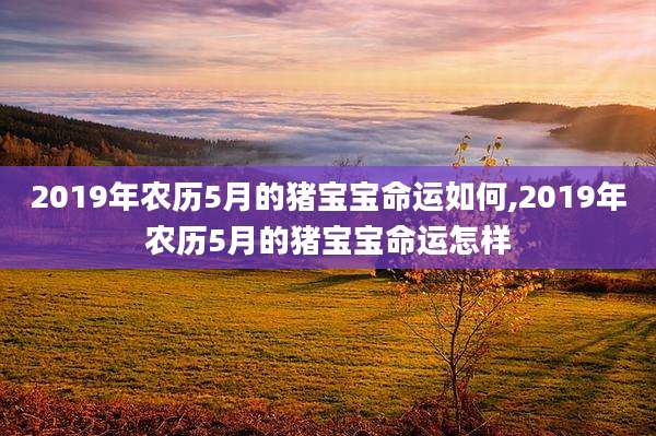 2019年农历5月的猪宝宝命运如何,2019年农历5月的猪宝宝命运怎样