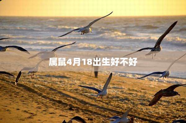 属鼠4月18出生好不好