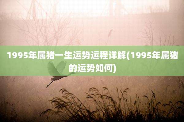 1995年属猪一生运势运程详解(1995年属猪的运势如何)