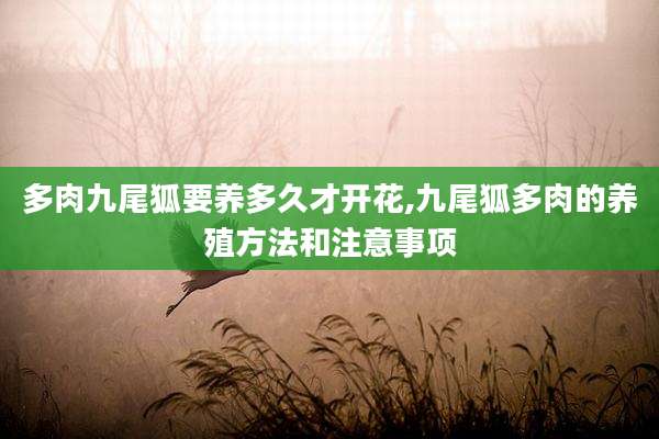 多肉九尾狐要养多久才开花,九尾狐多肉的养殖方法和注意事项