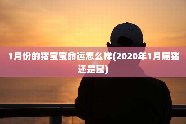 1月份的猪宝宝命运怎么样(2020年1月属猪还是鼠)
