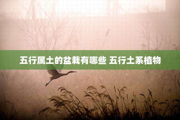 五行属土的盆栽有哪些 五行土系植物