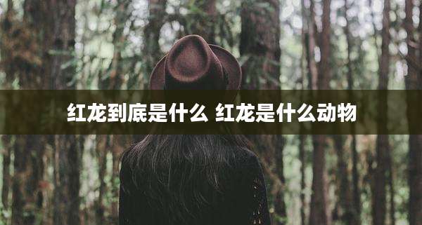 红龙到底是什么 红龙是什么动物