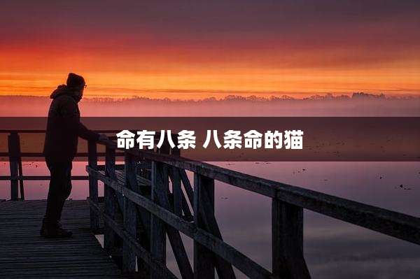 命有八条 八条命的猫