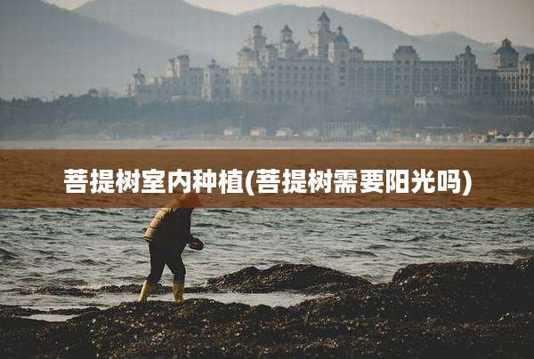 菩提树室内种植(菩提树需要阳光吗)