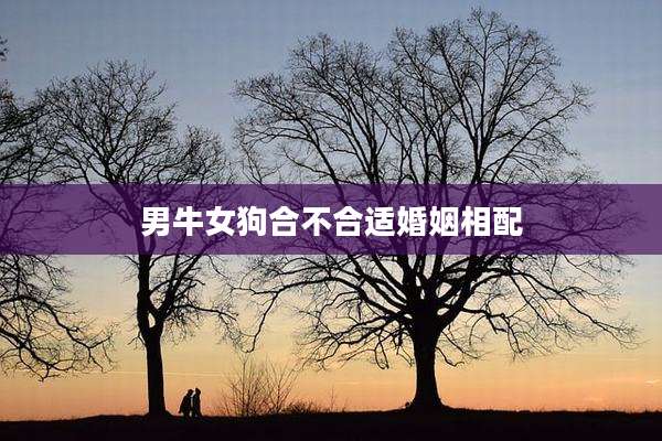 男牛女狗合不合适婚姻相配