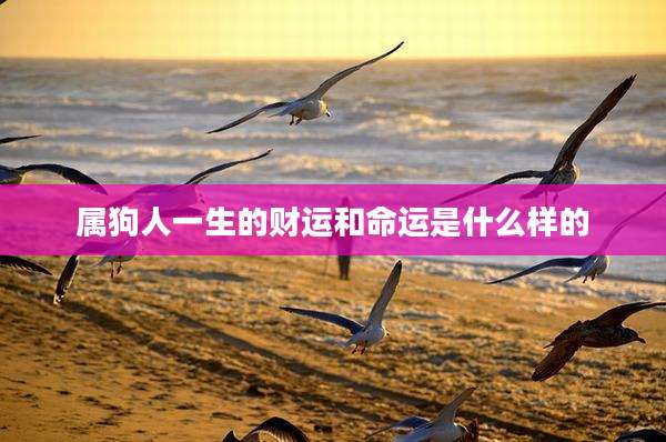 属狗人一生的财运和命运是什么样的