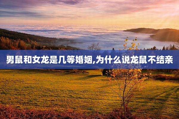 男鼠和女龙是几等婚姻,为什么说龙鼠不结亲