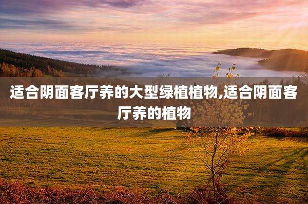 适合阴面客厅养的大型绿植植物,适合阴面客厅养的植物