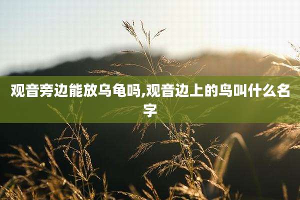 观音旁边能放乌龟吗,观音边上的鸟叫什么名字